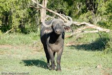 Afrikanischer Büffel (28 von 102).jpg
